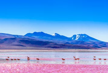 Foto op Canvas View on group of Flamingos by lagoon Colarada in the mountains of Bolivia © streetflash