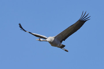 Common crane (Grus grus)