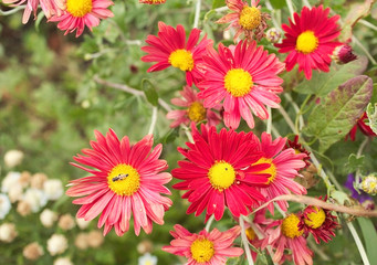 Beautiful bright, red daisies grow in the garden.  A bouquet of red daisies.