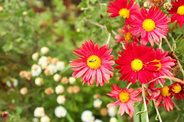 Beautiful bright, red daisies grow in the garden.  A bouquet of red daisies.