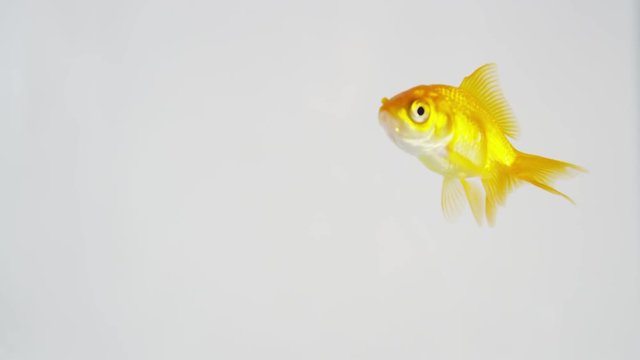 Goldfish on the move