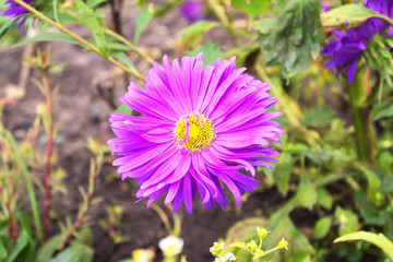 Fototapeta premium Purple chrysanthemum flower, close-up. It grows in a beautiful garden.