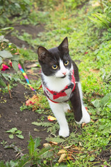 A young cat in clothes hunts in a park.