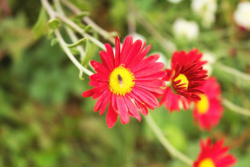 Beautiful bright, red daisies grow in the garden.  A bouquet of red daisies.