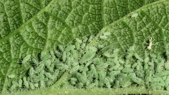 green aphids on apple leaf, macro close up