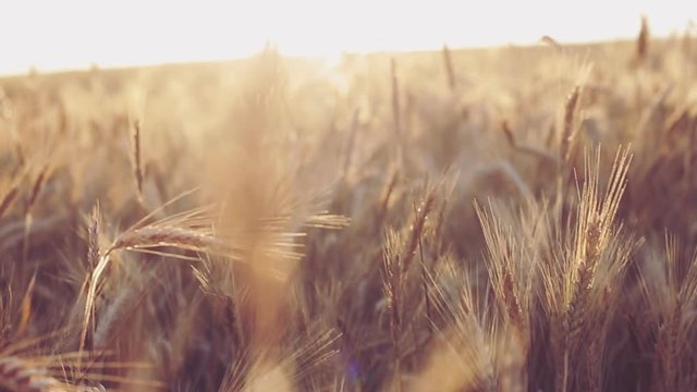Unhurriedly walking across the rye field to the horizon