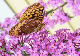 butterfly on pink flowers