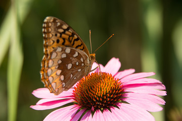 Butterfly onh echinacea