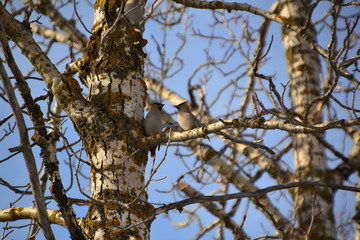 Obraz premium Bohemian Waxwings 1