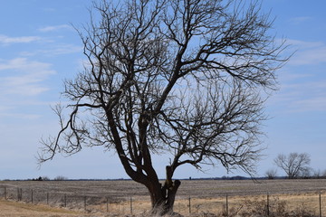 Lonely Old Tree