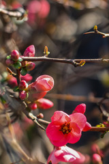 red flower branvh in early spring