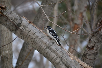 Downy Woodpecker 4