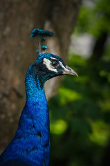 Fototapeta premium PAON