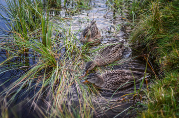 ducks © Magdalena