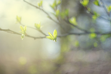 The first spring leaves on a branch