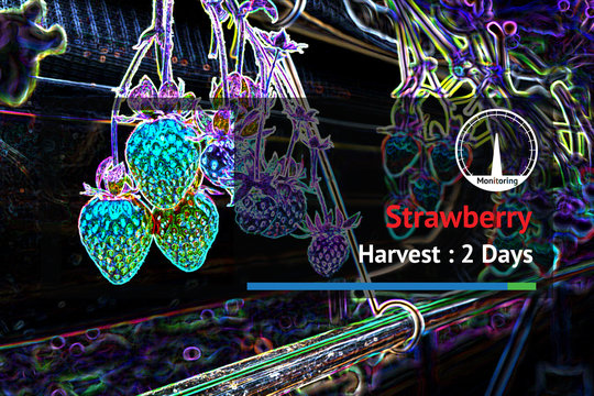 Smart agriculture , internet of things (iot) technology concept. Image processing camera of artificial intelligence identify plant diseases in strawberry farm.