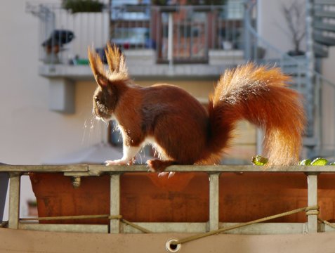 Eichh&ouml;rnchen im Blumenkasten auf dem Balkon