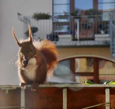 Eichh&ouml;rnchen auf dem Balkon knabbert Nuss