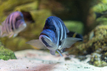 Exotic striped blue fish
