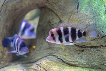 Colorful fishes withs stripes