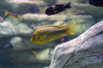 Goldfish, tropical fish 