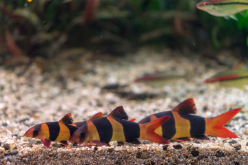 Colorful striped fishes 