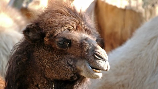 Close up of a camel chewing