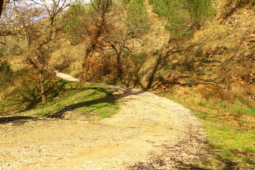 Caminos en el bosque