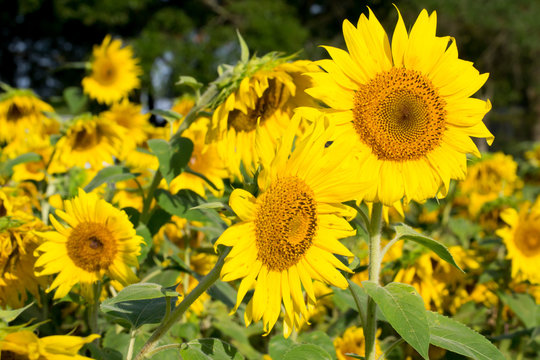 Happy sunflower field - nature and outdoor summer wonderland