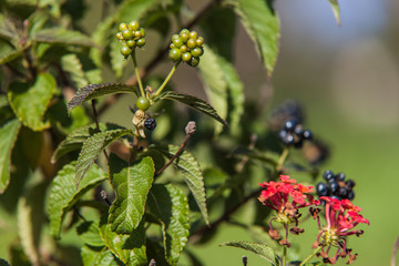 Allassac (Corrèze - France) - Lantana