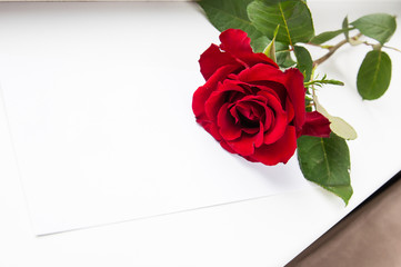 Red rose and white sheet of paper. Place for text and congratulations. Romantic postcard. A gentle, beautiful background.