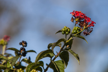 Allassac (Corrèze - France) - Lantana