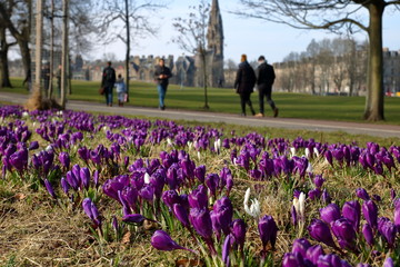 Fioletowe i białe kwitnące krokusy w parku, wczesna wiosna, w tle, nieostro, spacerują ludzie, zielony trawnik, drzewa, budynki, wysoka wieża kościoła, błękitne niebo