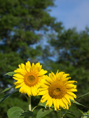 Happy sunflower field - nature and outdoor summer wonderland