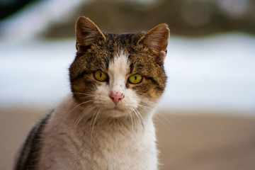 A cat with beautiful eyes standing on concrete in winter