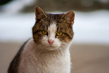 A cat with beautiful eyes standing on concrete in winter