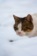 a sneaking cat on snow in winter