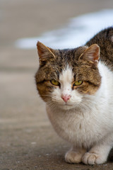 close up cat with yellow eyes lying on concrete in winter
