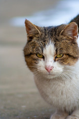 close up cat with yellow eyes lying on concrete in winter