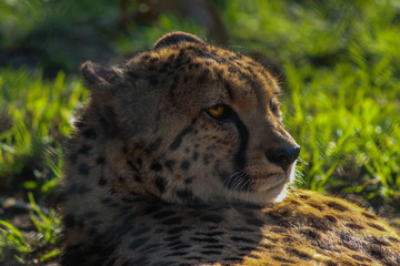 Cheetah