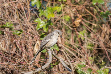 Northern Mockingbird (Mimus polyglottos) Perched in a Tree in Mexico