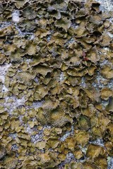 Common Toadskin Lichen -- wet state
