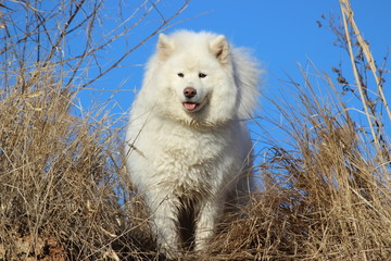 very beautiful white fluffy dog on a hill on a blue sky background. Samoyed, northern dog for a walk. Training and handling dogs