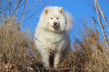 very beautiful white fluffy dog on a hill on a blue sky background. Samoyed, northern dog for a walk. Training and handling dogs