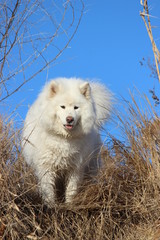 very beautiful white fluffy dog on a hill on a blue sky background. Samoyed, northern dog for a walk. Training and handling dogs