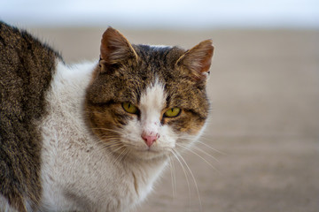 close up cat with yellow eyes lying on concrete in winter