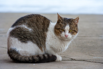 close up cat with yellow eyes lying on concrete in winter