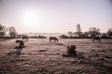 Fototapeta na wymiar Ponies in the mist and sunrise at New Forest