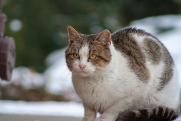 Fototapeta premium cat with raised ears in winter
