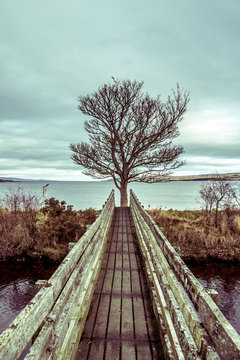 Winter tree at Dingwall, Scotland